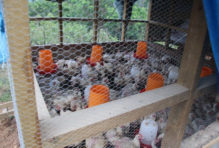 poultry shed for tukuraki village relocation Fiji