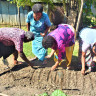 Villagers of Semo Village making use of seedlings to plant vegetables as a means to be self- reliant