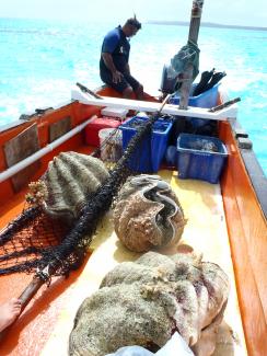 Transporting clams in Aitutaki lagoon.JPG